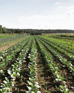 Pole zaopatrujące restaurację w Poddębicach