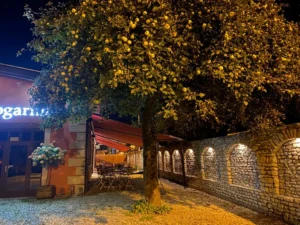 Jabłoń przed Pierogarnią Złote Jabłko