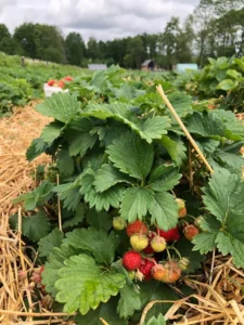 Krzak truskawki